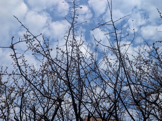 3月は緩める。（2006.03.15）